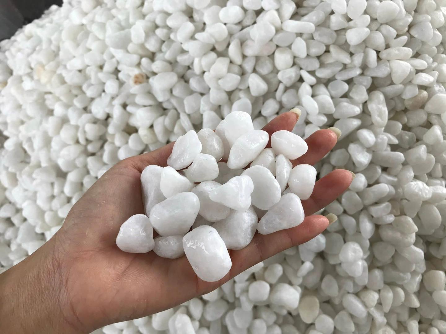 Mẫu sỏi trắng rải sân vườn bán chạy năm nay Mẫu sỏi trắng rải sân vườn bán chạy năm nay