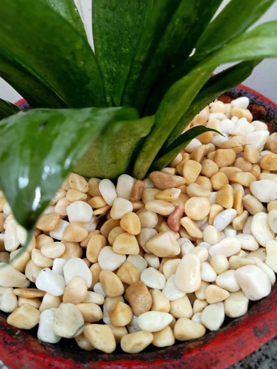Sỏi trang trí chậu cây Sỏi trang trí chậu cây