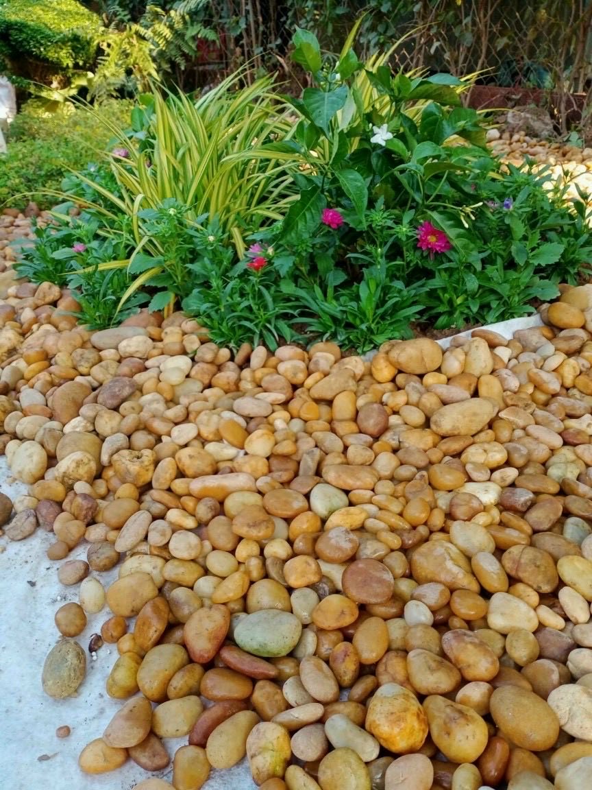 Sỏi vàng rải sân vườn Sỏi vàng rải sân vườn