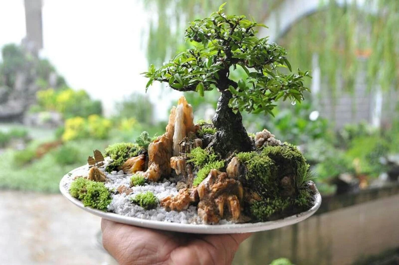 Đá Cổ Thạch Đẹp, Cao Cấp Cho Hòn Non Bộ, Hồ Cá Koi,... 37 Đá cổ thạch
